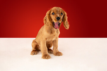 Image showing Studio shot of english cocker spaniel dog isolated on red studio background