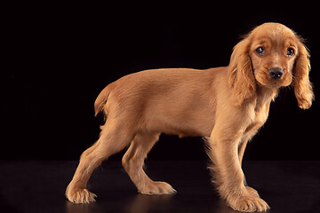 Image showing Studio shot of english cocker spaniel dog isolated on black studio background