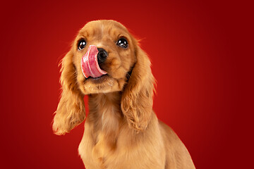 Image showing Studio shot of english cocker spaniel dog isolated on red studio background