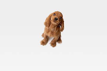 Image showing Studio shot of english cocker spaniel dog isolated on white studio background