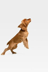 Image showing Studio shot of english cocker spaniel dog isolated on white studio background