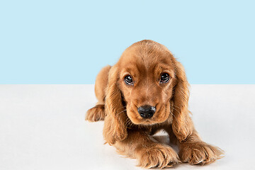 Image showing Studio shot of english cocker spaniel dog isolated on blue studio background