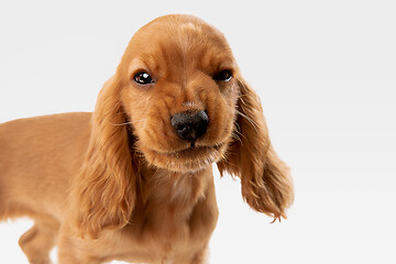 Image showing Studio shot of english cocker spaniel dog isolated on white studio background