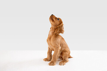 Image showing Studio shot of english cocker spaniel dog isolated on white studio background