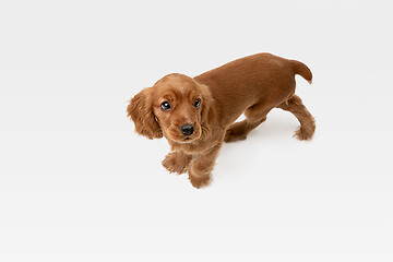 Image showing Studio shot of english cocker spaniel dog isolated on white studio background