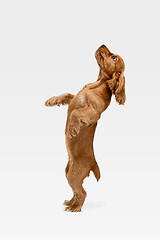 Image showing Studio shot of english cocker spaniel dog isolated on white studio background