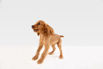 Image showing Studio shot of english cocker spaniel dog isolated on white studio background