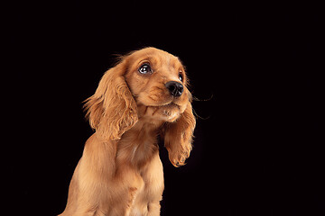 Image showing Studio shot of english cocker spaniel dog isolated on black studio background