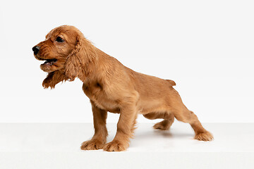 Image showing Studio shot of english cocker spaniel dog isolated on white studio background