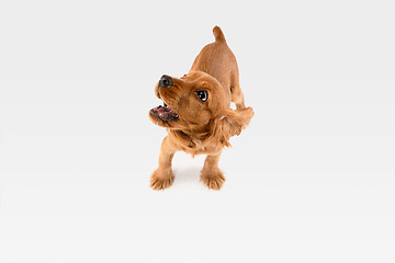 Image showing Studio shot of english cocker spaniel dog isolated on white studio background