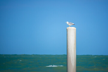 Image showing a seagull is sitting on a pole at Ancona, Italy