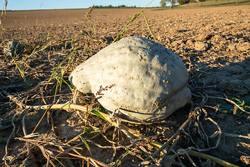 Image showing typical field of pumpkin