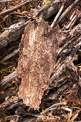 Image showing piece of bark with traces of the Bark Beetle