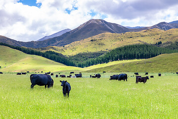 Image showing lush landscape with cows