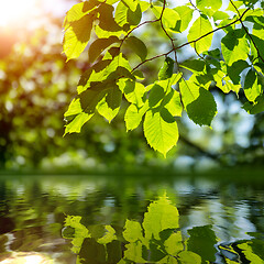 Image showing green branch reflecting in the water