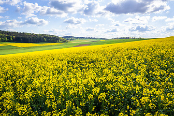 Image showing rape field spring background