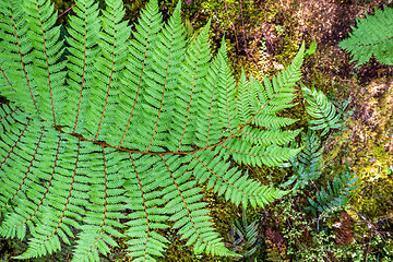 Image showing a typical fern in New Zealand