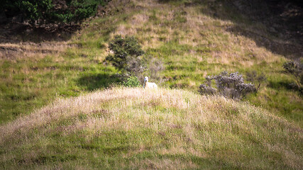 Image showing a sheep in the meadow, New Zealand