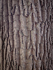 Image showing Tree bark texture