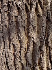 Image showing Tree bark texture