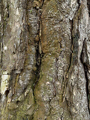 Image showing Tree bark texture