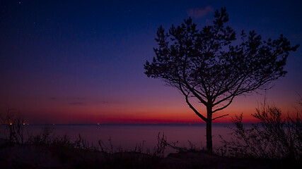 Image showing Tree on beach at sunset