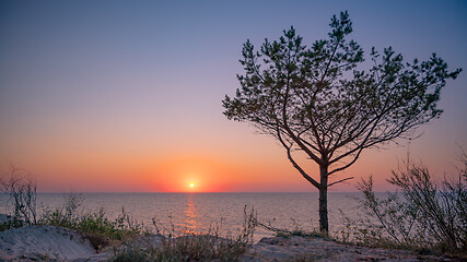 Image showing Tree on beach at sunset
