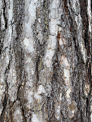 Image showing Tree bark texture