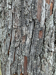 Image showing Tree bark texture