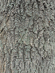 Image showing Tree bark texture