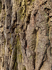 Image showing Tree bark texture