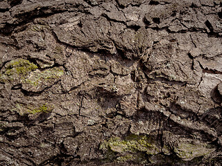 Image showing Tree bark texture