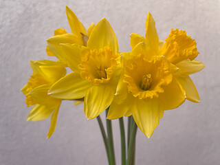 Image showing Spring Daffodil flowers