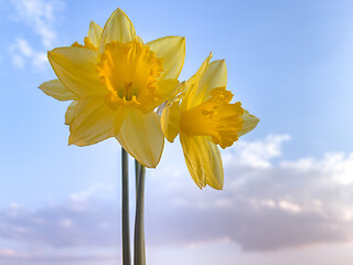 Image showing Spring Daffodil flowers