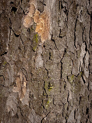 Image showing Tree bark texture