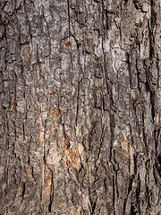 Image showing Tree bark texture