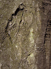 Image showing Tree bark texture