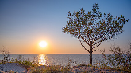 Image showing Tree on beach at sunset