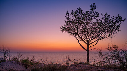 Image showing Tree on beach at sunset