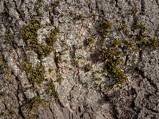 Image showing Tree bark texture