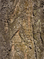 Image showing Tree bark texture