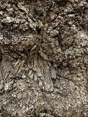 Image showing Tree bark texture