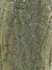 Image showing Tree bark texture