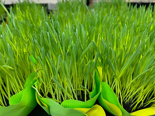 Image showing Green grass in pot