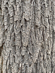 Image showing Tree bark texture