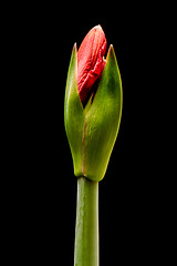 Image showing Blooming red Amaryllis flower