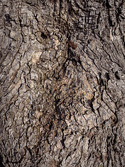 Image showing Tree bark texture