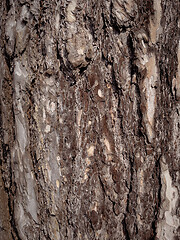 Image showing Tree bark texture