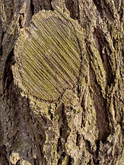 Image showing Tree bark texture