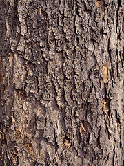 Image showing Tree bark texture